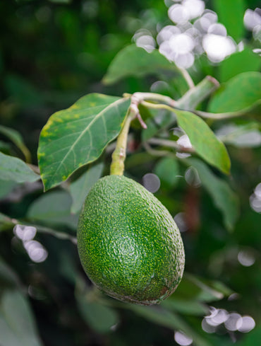 General Fruit