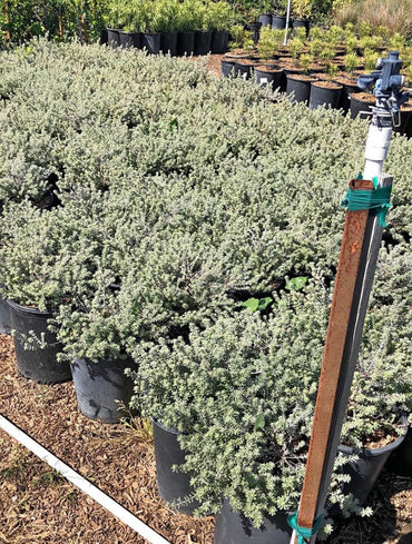 Flowering shrubs