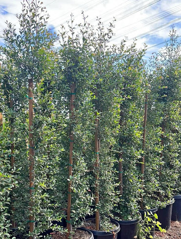 Shrubs/Hedge