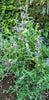 Bee Bliss Sage