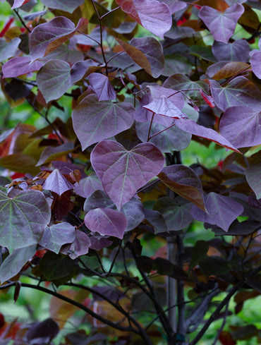 Deciduous Trees