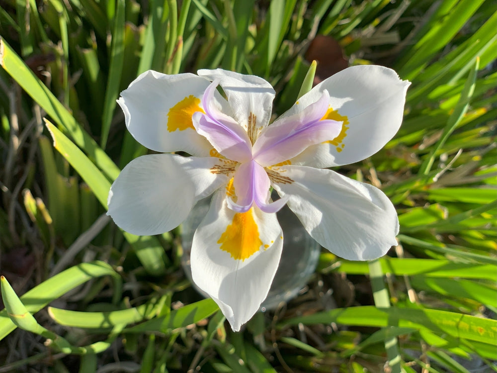 white fortnight lily Fortnite Lily – One Plant Shop