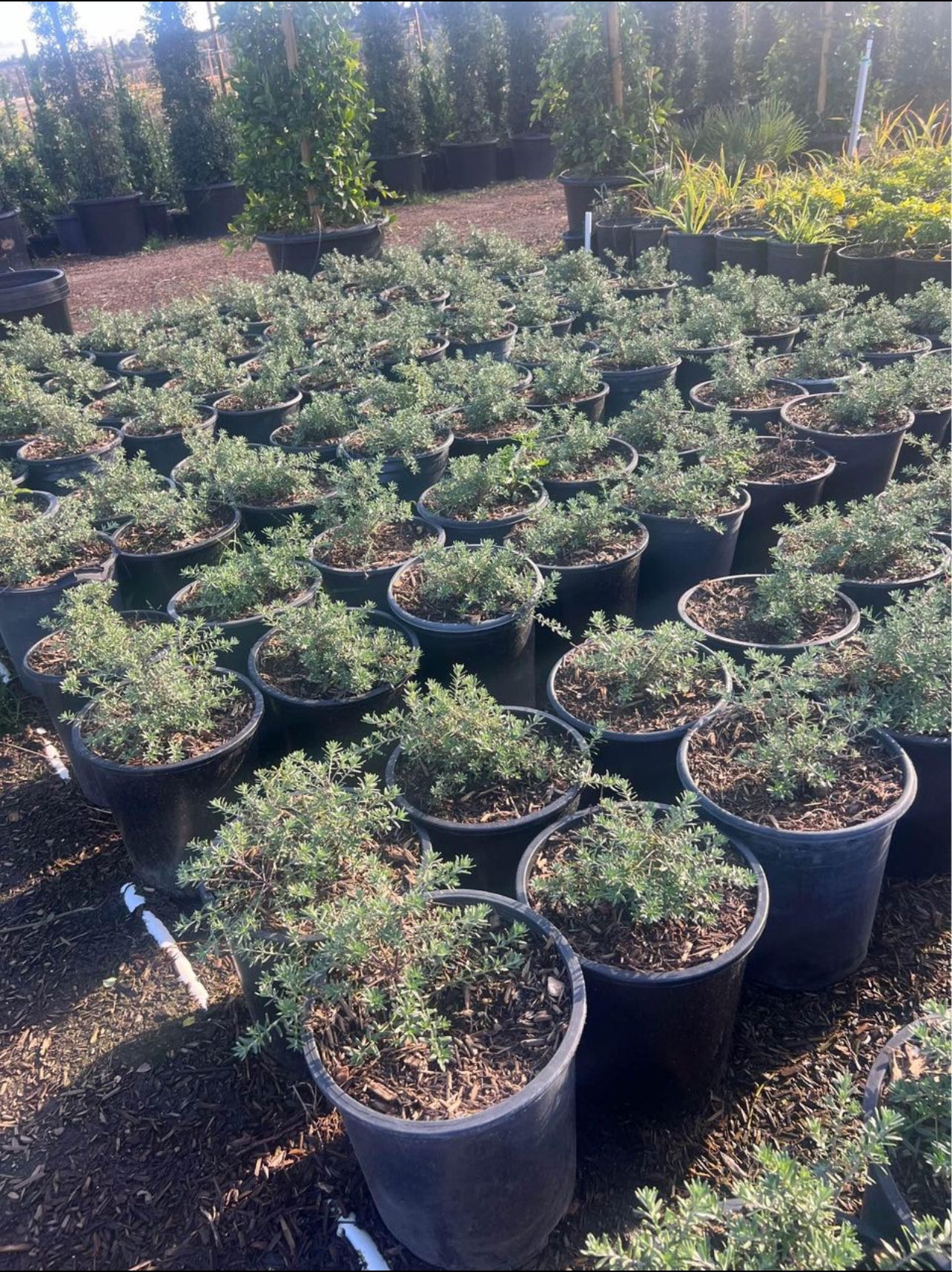 Gray Box Coast Rosemary – One Plant Shop