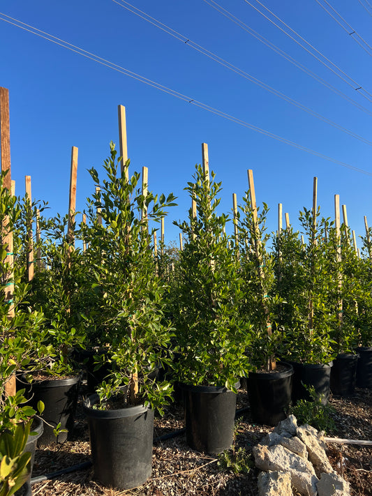 ficus nitida hedge tree used for outdoor privacy landscaping