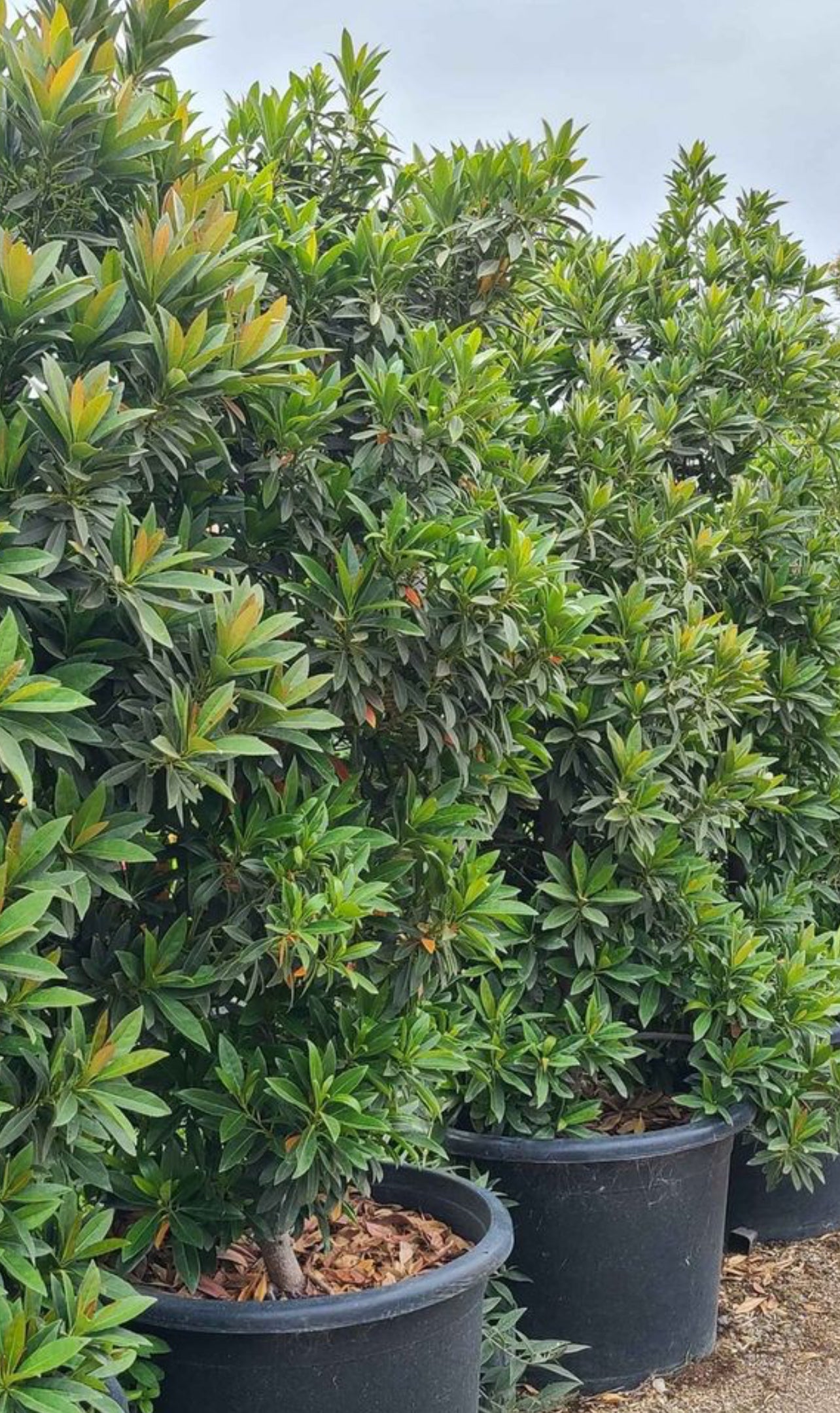 japanese blueberry variegated schefflera arboricola Japanese BlueBerry