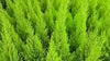 Dwarf Lemon Cypress