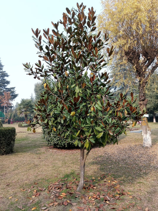 Little Gem Magnolia