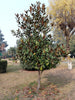 Little Gem Magnolia