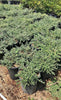 Low Horizon Westringia