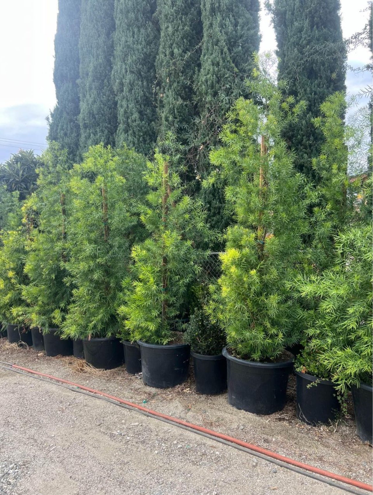 Podocarpus Gracilior (Fern Pine)
