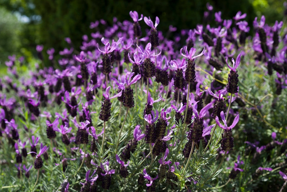 spanish lavender plants for sale Spanish Lavander – One Plant Shop