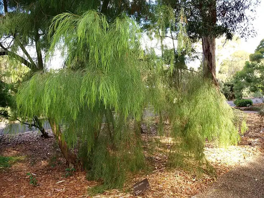 Little River Wattle
