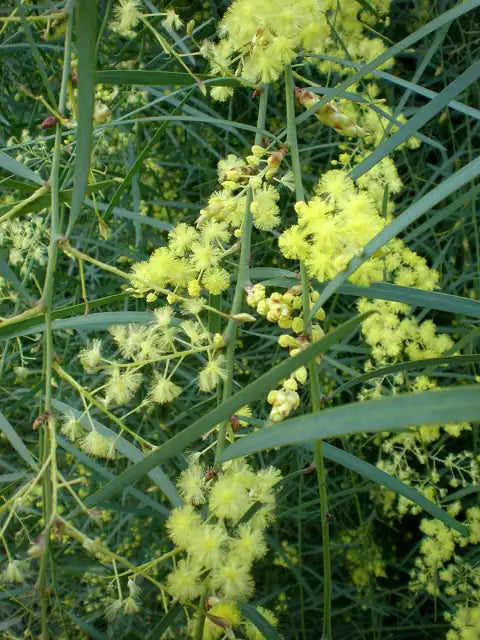 Willow Wattle