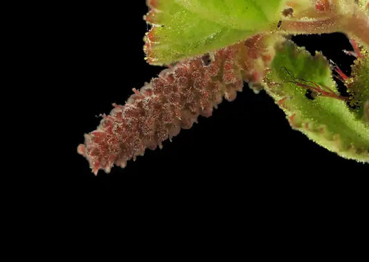 Copper Leaf