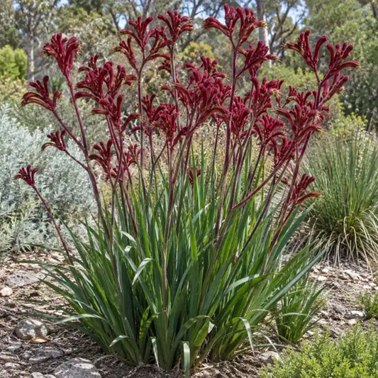 Kangaroo Paw - Tall Red · Red Cross — AI reference illustration; actual stock varies