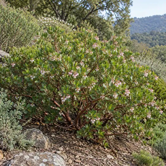 Manzanita Selection · Wayside — AI reference illustration; actual stock varies