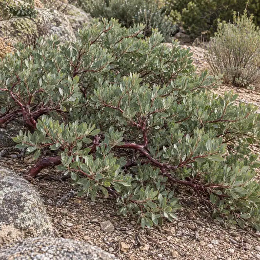 Manzanita Selection · Pacific Mist — AI reference illustration; actual stock varies