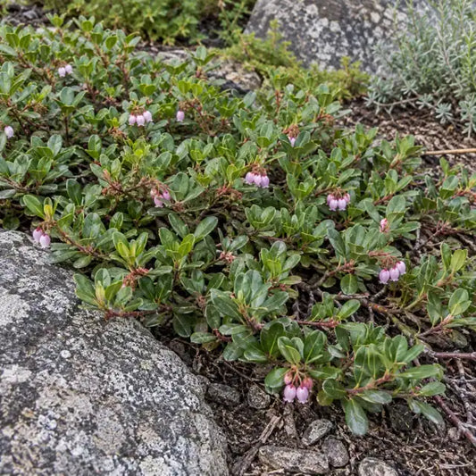Bearberry Selection · Radiant — AI reference illustration; actual stock varies