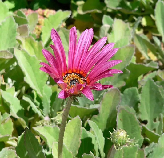 African Daisy - Magenta · Big Magenta