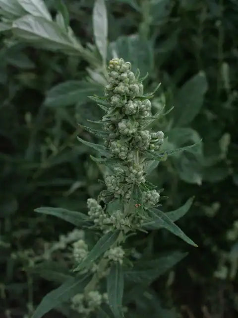 Douglas Mugwort