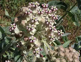 Indian Milkweed