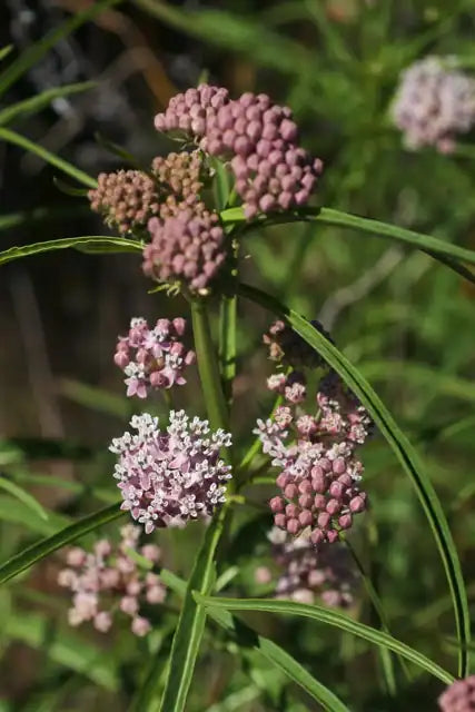 Narrow Leaf Milkweed