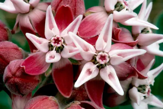 Showy Milkweed