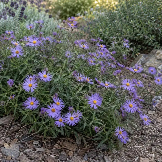 California Aster Selection · Purple Haze — AI reference illustration; actual stock varies