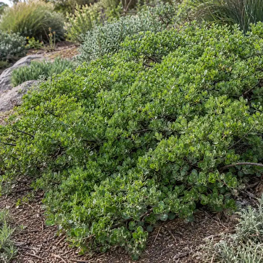 Prostrate Coyote Brush · Pigeon Point — AI reference illustration; actual stock varies