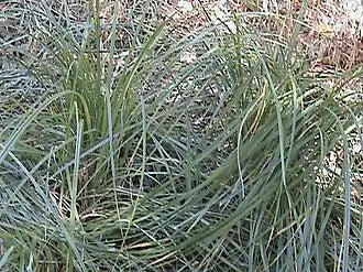 Santa Barbara Sedge
