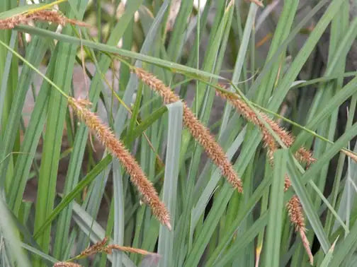 San Diego Sedge