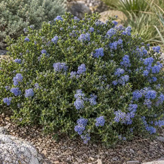 Wild Lilac Selection · Point Sierra — AI reference illustration; actual stock varies