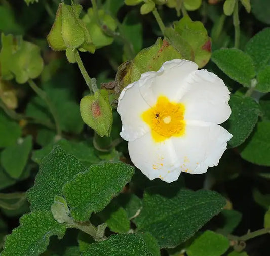 Sageleaf Rockrose