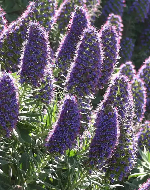 Pride of Madeira