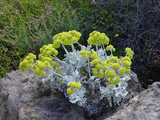 Conejo Buckwheat