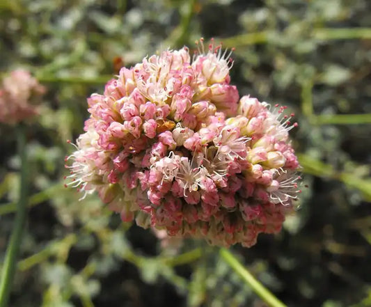Red Buckwheat