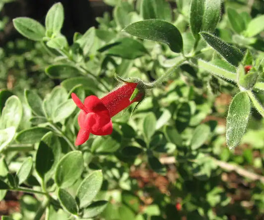 Island Bush Snapdragon