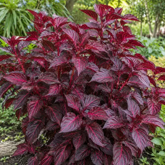 Bloodleaf · Brilliantissima — AI reference illustration; actual stock varies