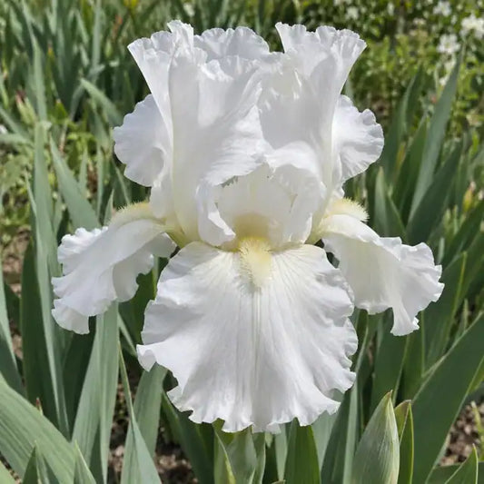 Bearded Iris - White · Immortality — AI reference illustration; actual stock varies