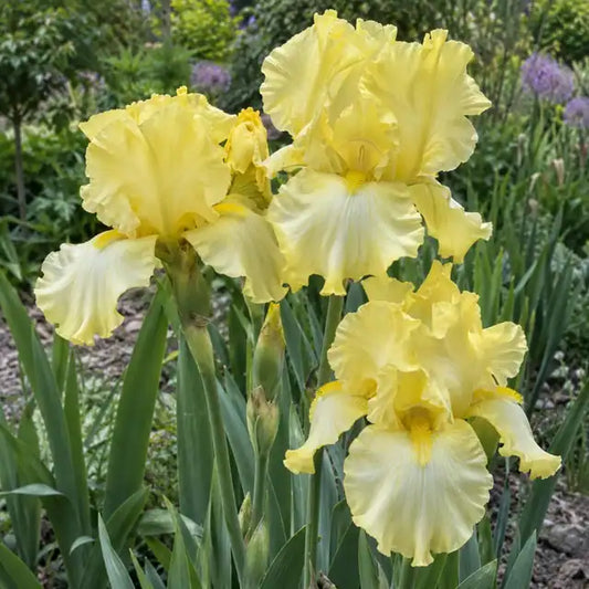 Tall Bearded Iris - Pale Yellow · Summer Olympics — AI reference illustration; actual stock varies