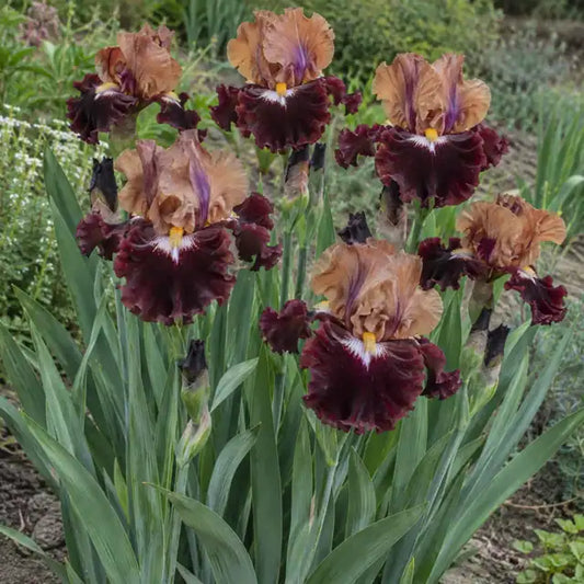 Bearded Iris · Table for Two — AI reference illustration; actual stock varies