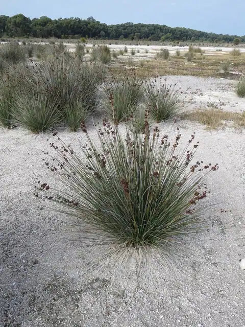 Spiny Rush