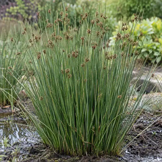 Common Bog Rush — AI reference illustration; actual stock varies