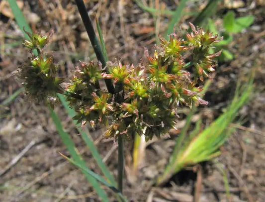 Iris-leaved Rush