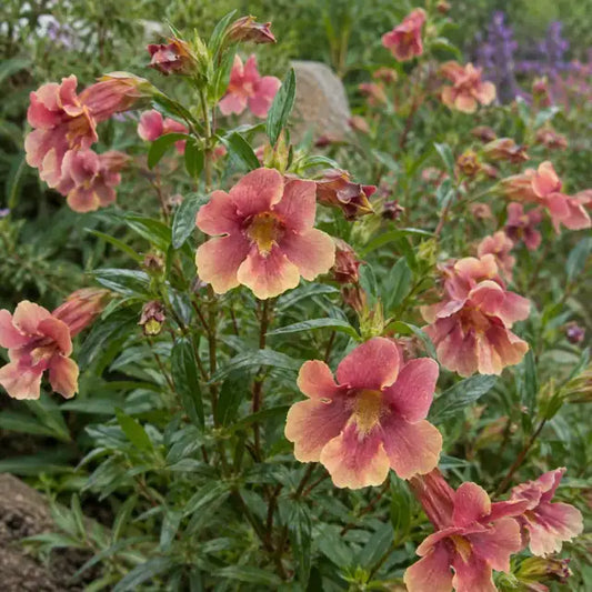 Mimulus 'Changling' (Diplacus) — AI reference illustration; actual stock varies