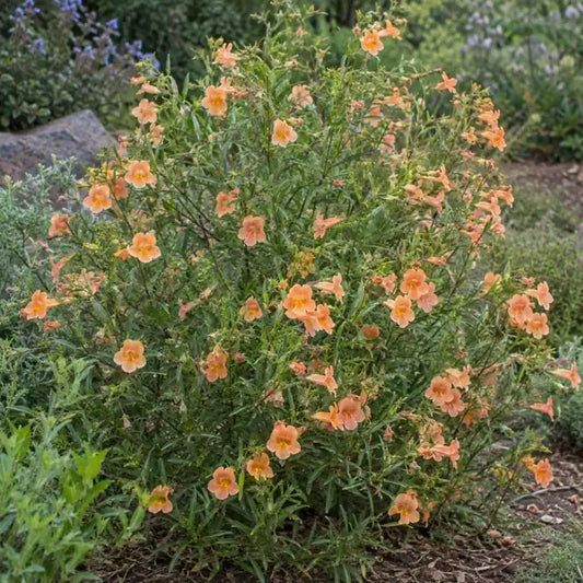 Monkeyflower Selection - Apricot · Eleanor — AI reference illustration; actual stock varies