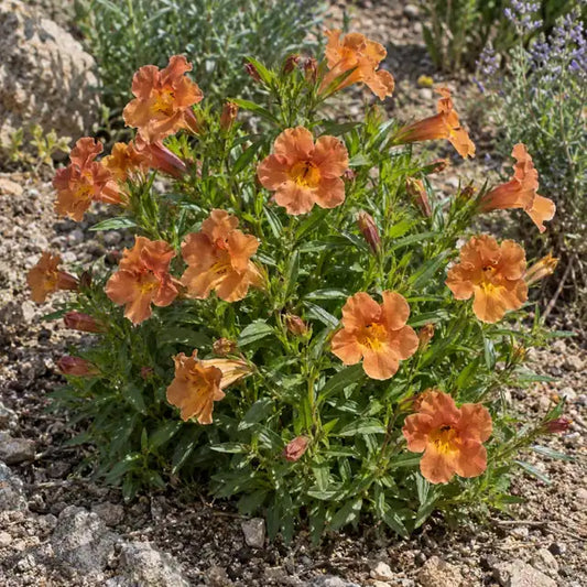 Monkeyflower Selection - Cinnamon · Jelly Beans Cinnamon — AI reference illustration; actual stock varies