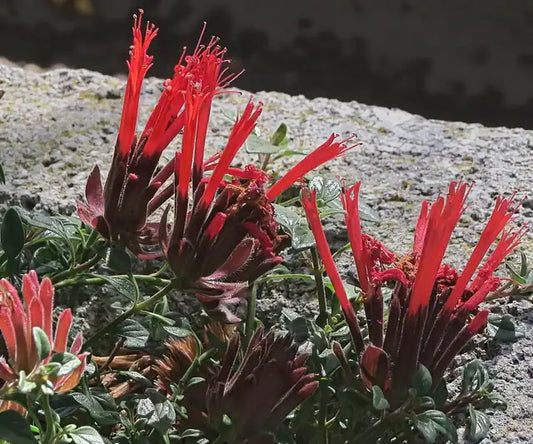 Coyote Mint Selection · Marian Sampson