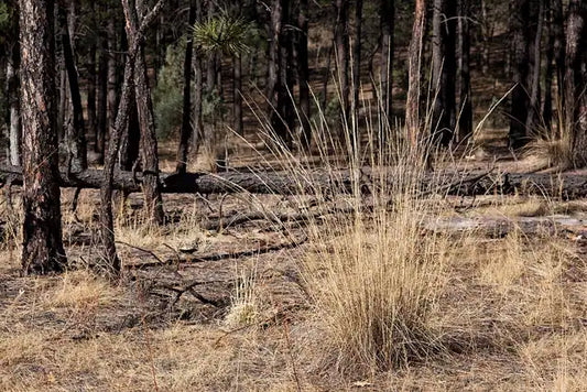 Pine Muhly