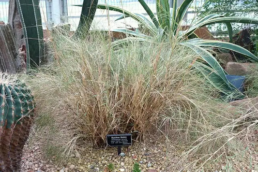 Bamboo Muhly